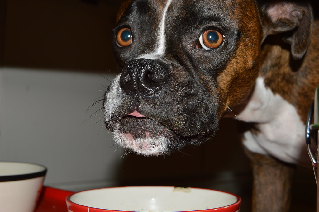 Roxy the Boxer Eating Kibble Sarah Thayer Flickr