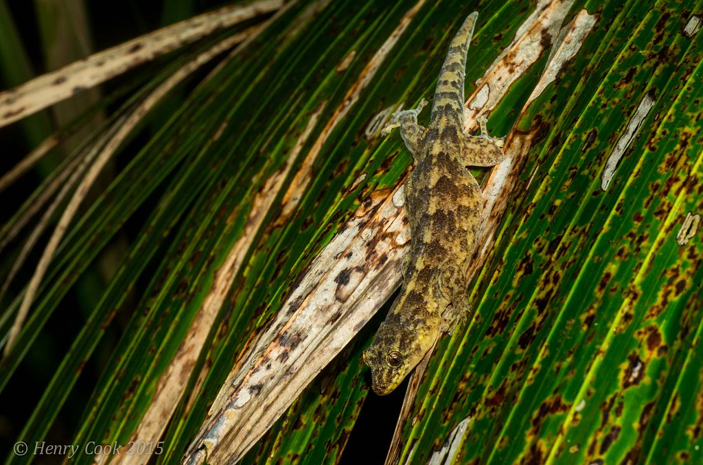 LHIgeck4764 THe Lrd Howe Island Gecko, Christinus guenthe… Henry