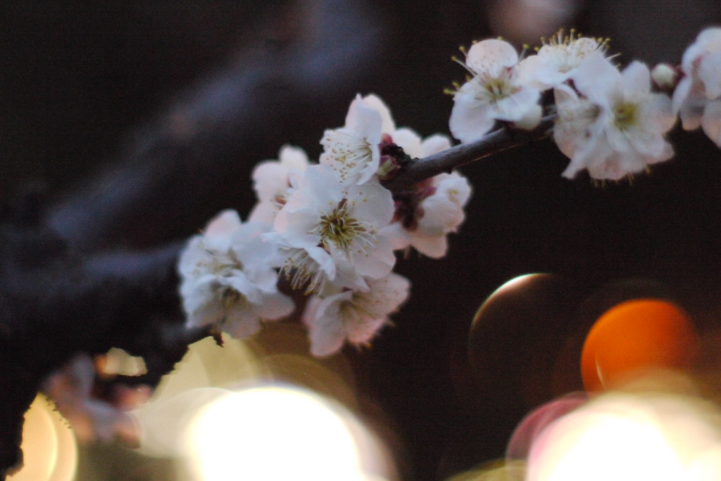 P1140379 Lumix G1 ROKKOR MD 50mm F1.4 Akira Suzuishi Flickr