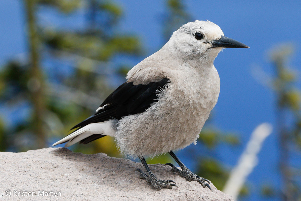 2016 Oregon Birds Flickr