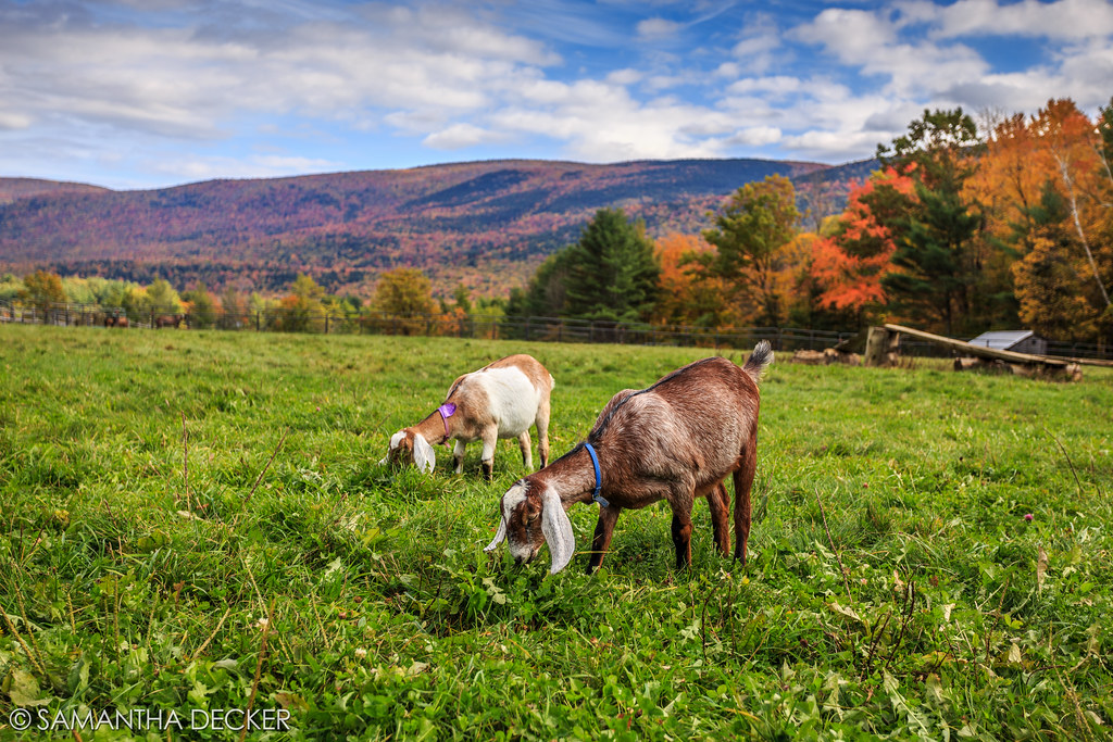 Elevation of Old West Rd, Arlington, VT, USA Topographic Map