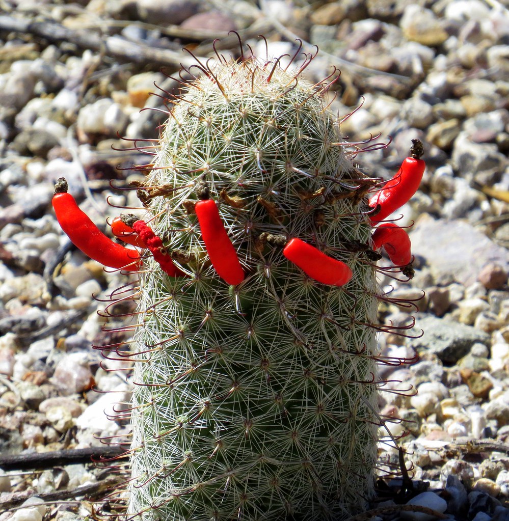 Cactus with red chilies? No, just fruit of the Strawberry … Flickr