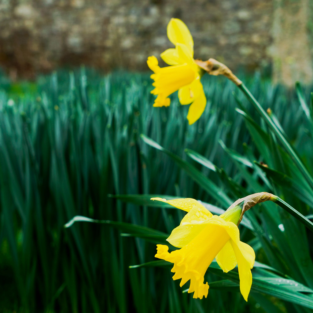 St David's day daffodils Alastair Campbell Flickr