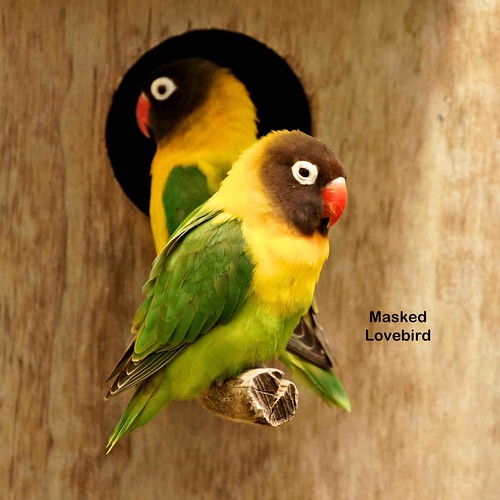 New Plymouth Zoo SONY DSC David Comings Flickr