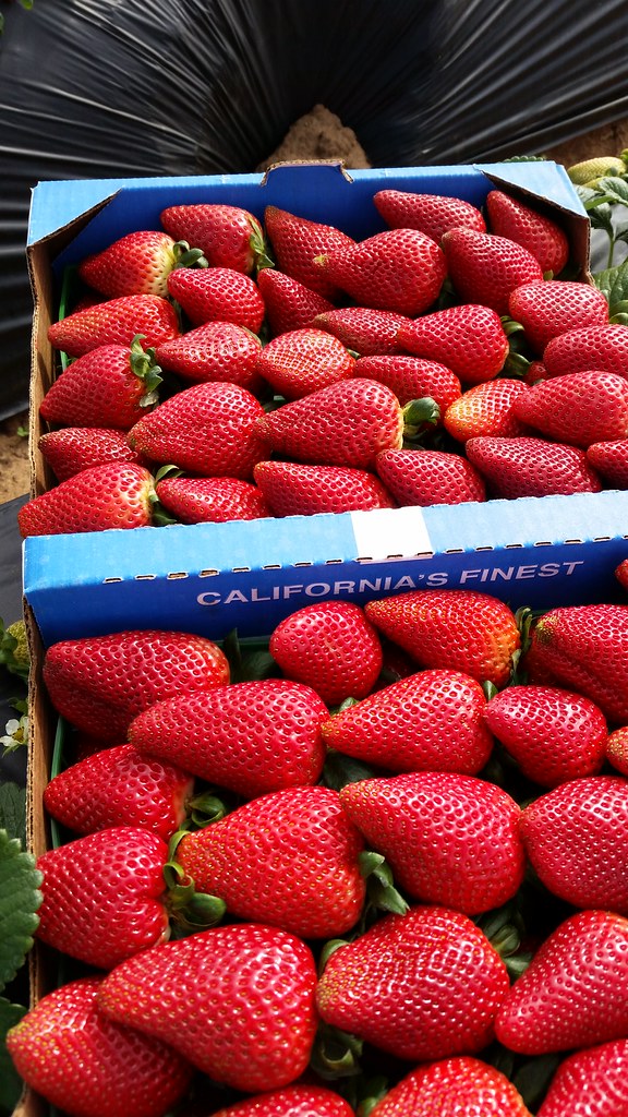 California's Finest These are prime A strawberries for exp… Flickr