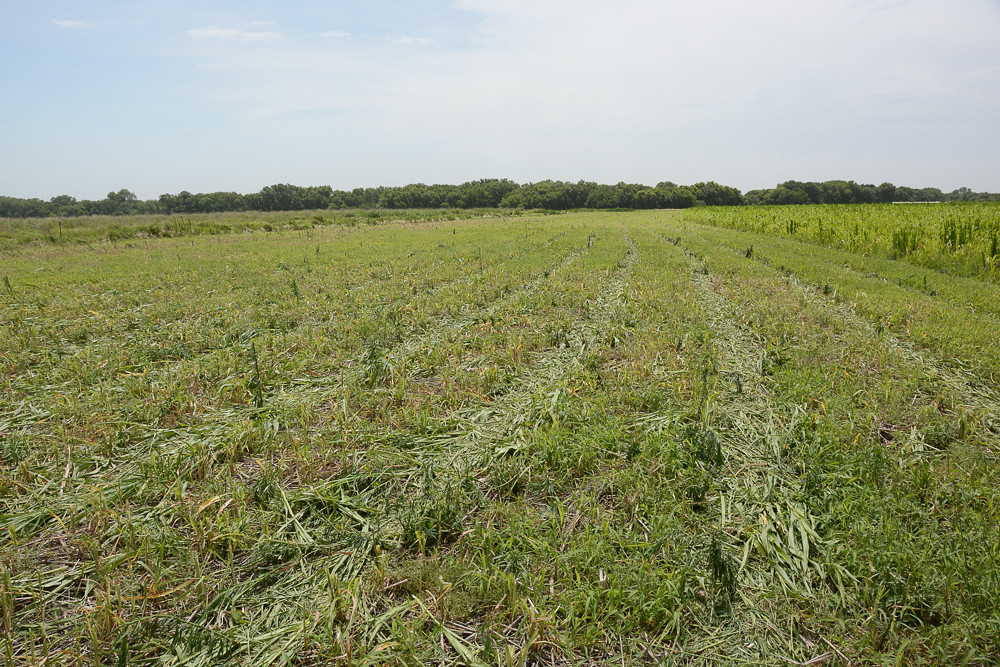 Haygrazer volunteer seed from cover crop is a much bigger … Flickr