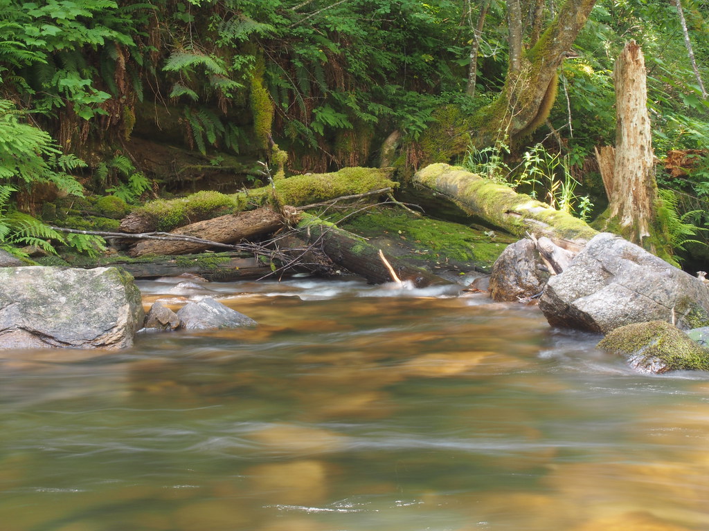 Quartz Creek Inland Temperate Rainforest North Idaho Paden Gould Flickr