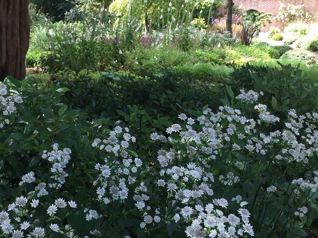 Dappled shade garden Flickr