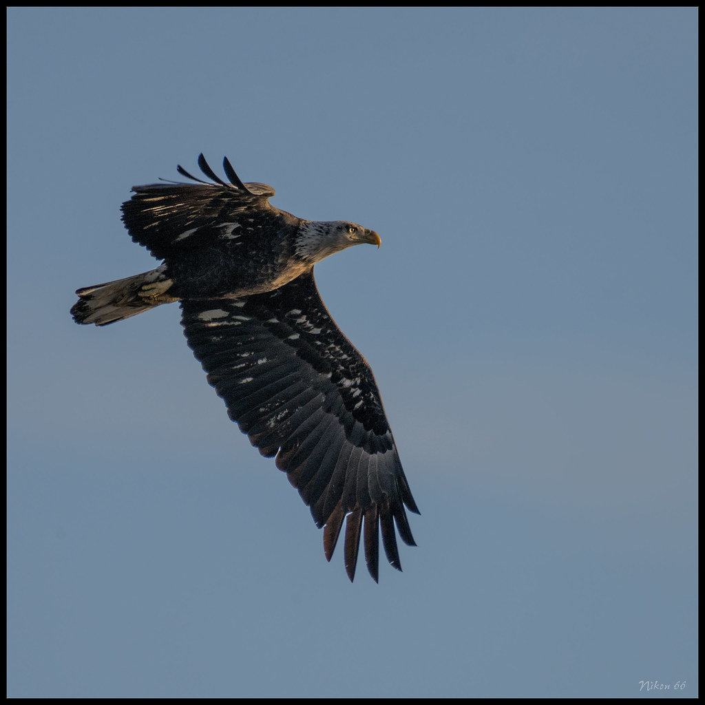 Clarksville Missouri Eagle Flying No. 4 Taken at the Cla… Flickr