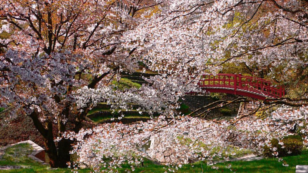 Jardin Albert Kahn Cerisiers En Fleurs Et Pont Japonais A Flickr