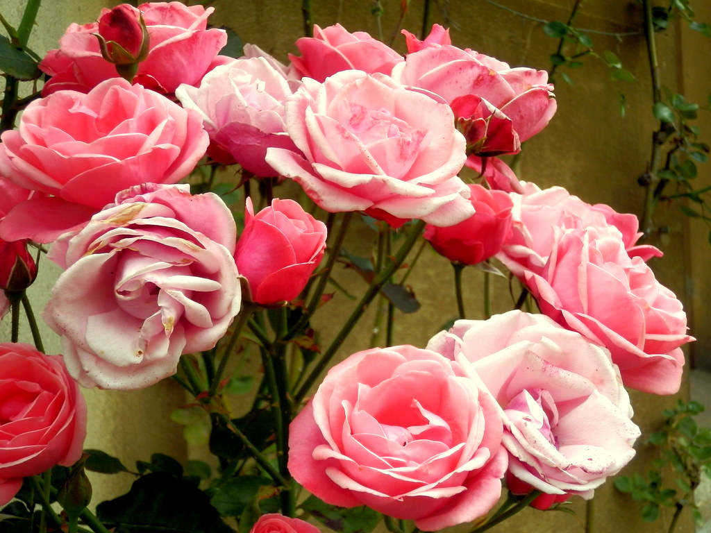 Oxford Roses OLYMPUS DIGITAL CAMERA Mareike Fisch Flickr