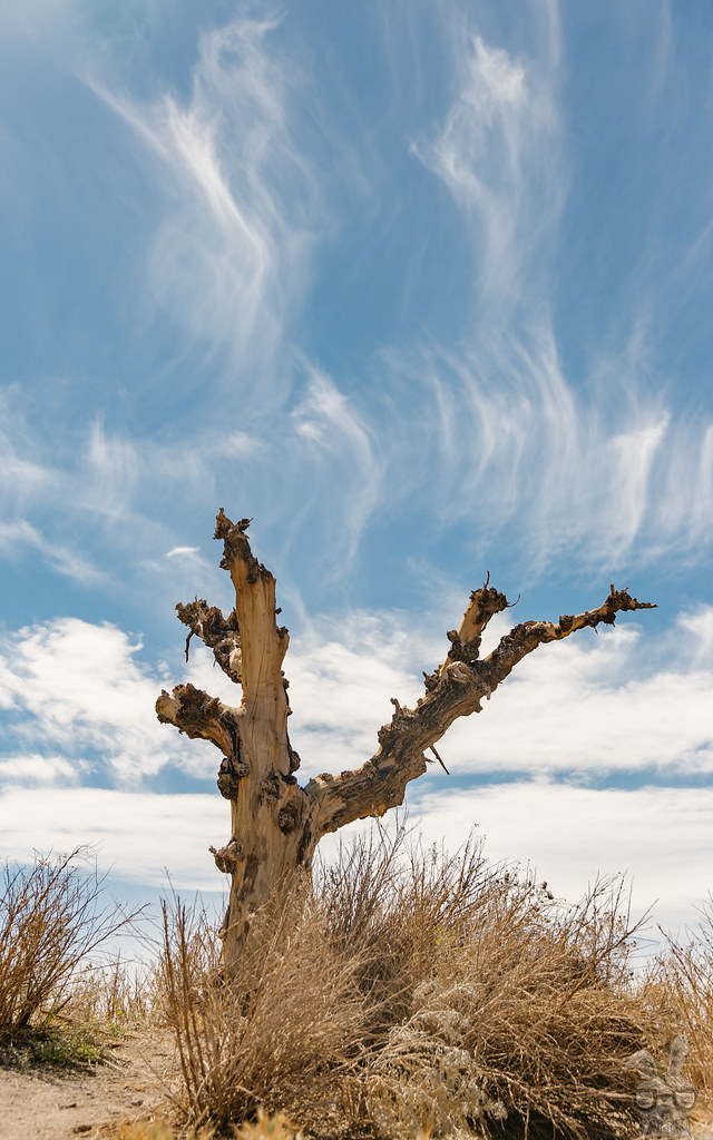 ARBOL Arbol en el desierto de Atacama fabian Araya Flickr
