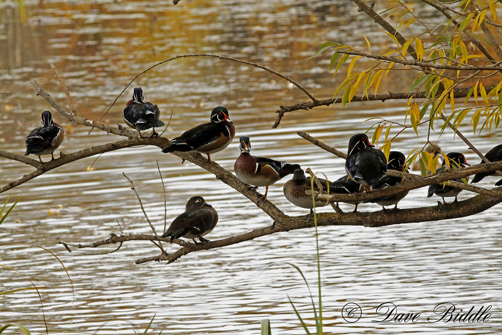 Where Wood Ducks roost There were about 3 dozen Wood Ducks… Flickr