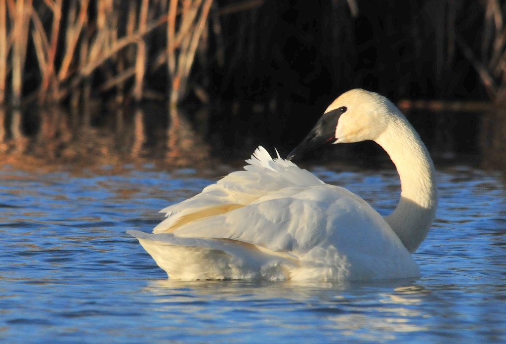Trumpeter Swan Seedskadee NWR Tom Koerner/USFWS USFWS Mountain