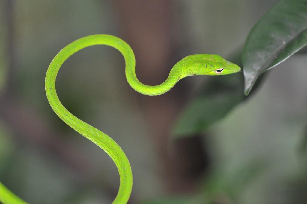 Recklessly Green Tree Snake Length