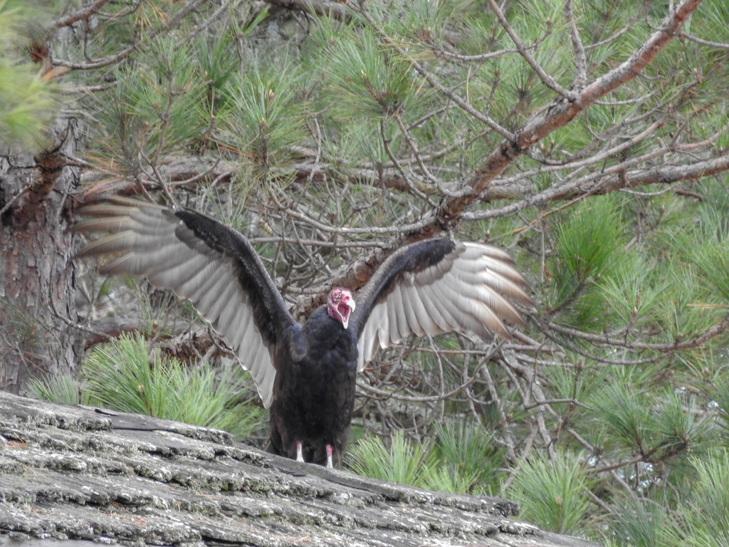 cathardidae turkey vulture, sanctuary, wilber township, io… Flickr
