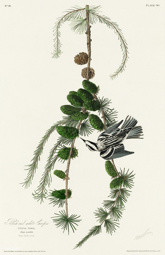 Black & White Creeper from Birds of America (1827) by John… Flickr
