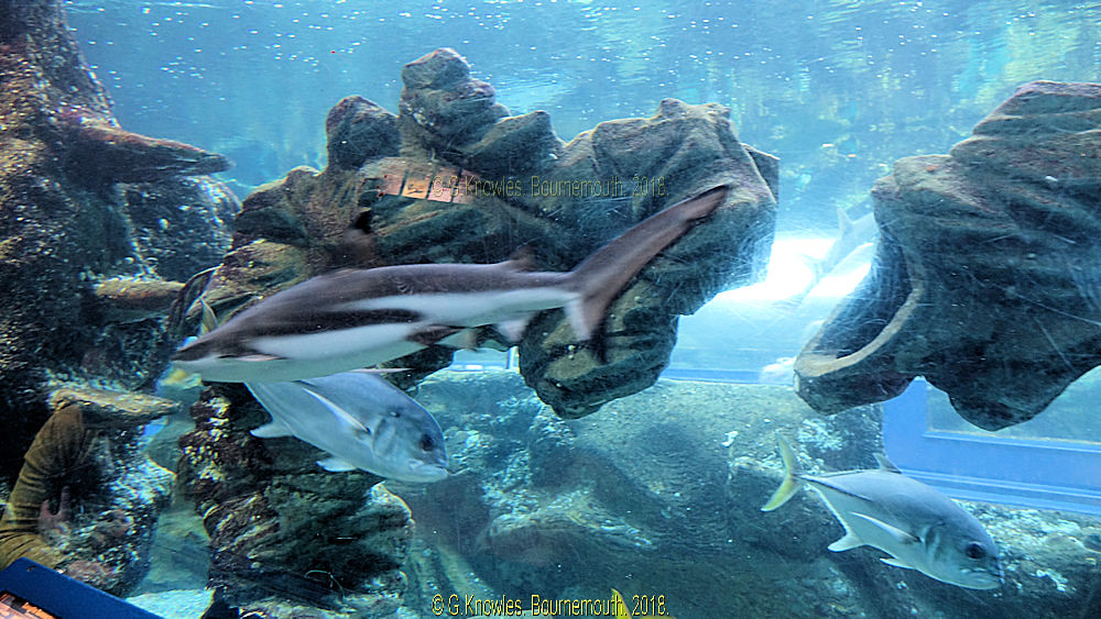 Oceanarium Bournemouth Seafront in March 2018, Pier Approa… Flickr