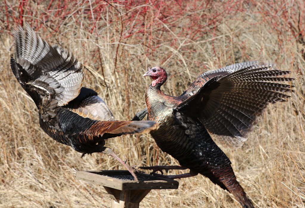 Wild Turkey Fight Two Wild Turkeys scuffle against each ot… Flickr