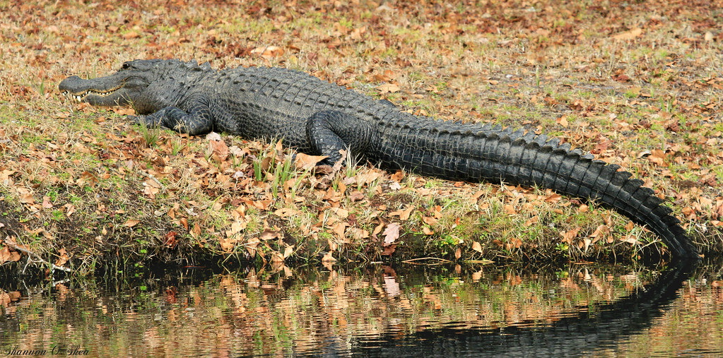 Waterboy Alligator Quote / Pin On Funny Stuff When bobby's science