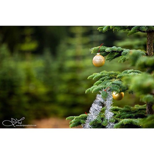 Mini sessions at the Christmas tree farm today! Someone ta… Flickr