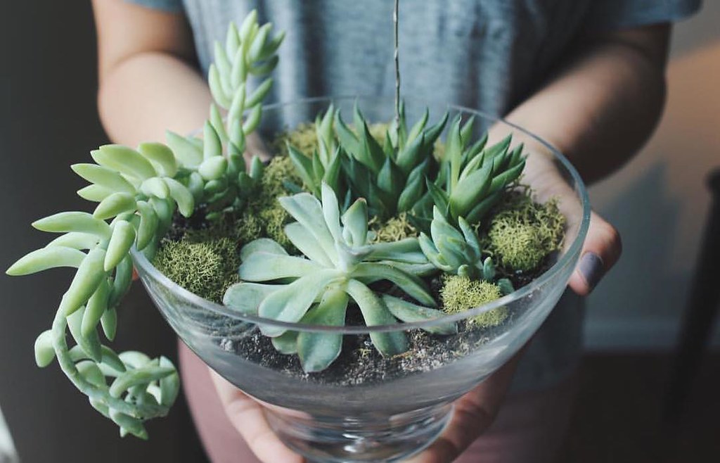 Our in house DIY terrarium bar is getting some good us. He… Flickr