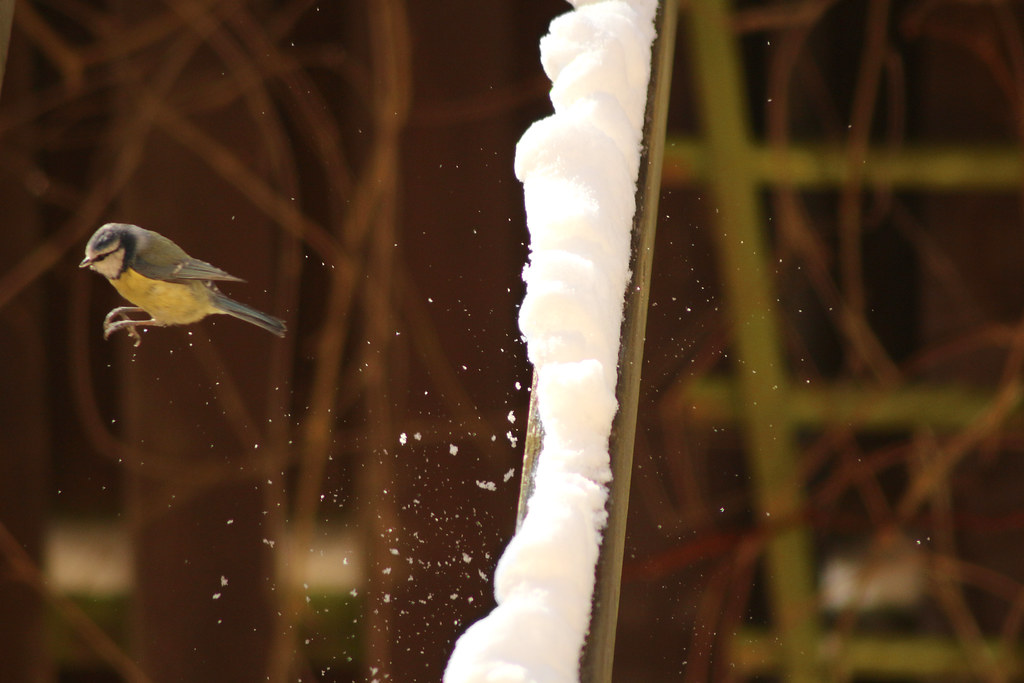 Jumping Bird A jumping bird. Please feel free to use this … Flickr