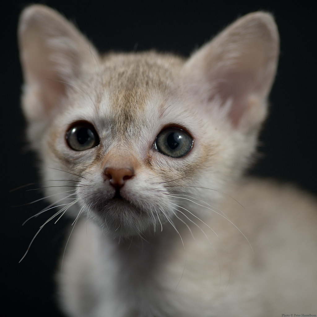 Flickriver Photoset 'Kustens Singapura Kittens' by peter_hasselbom