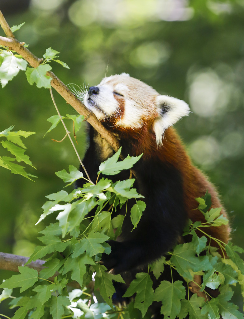 Red Panda a moment of zen moxiegirl Flickr