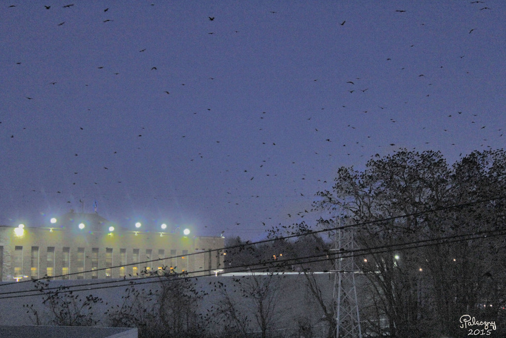 crows at the Auburn Correctional Facility Auburn, NY Joanne