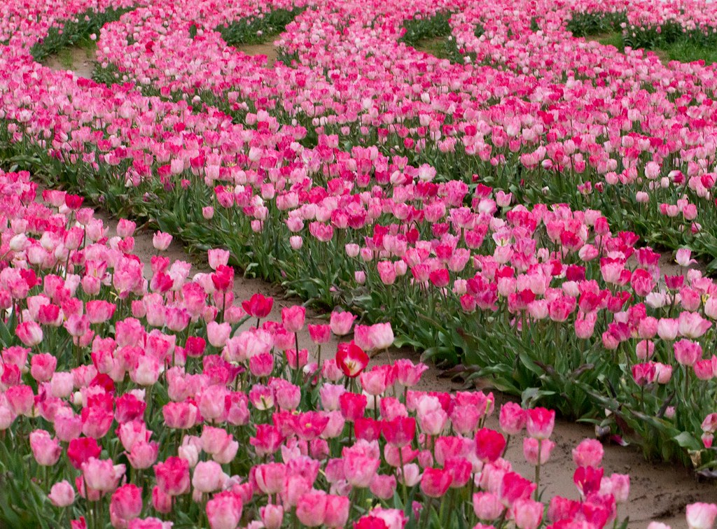 Tulips! Tulips from TexasTulips in Pilot Point, TX. kellyandjaffe