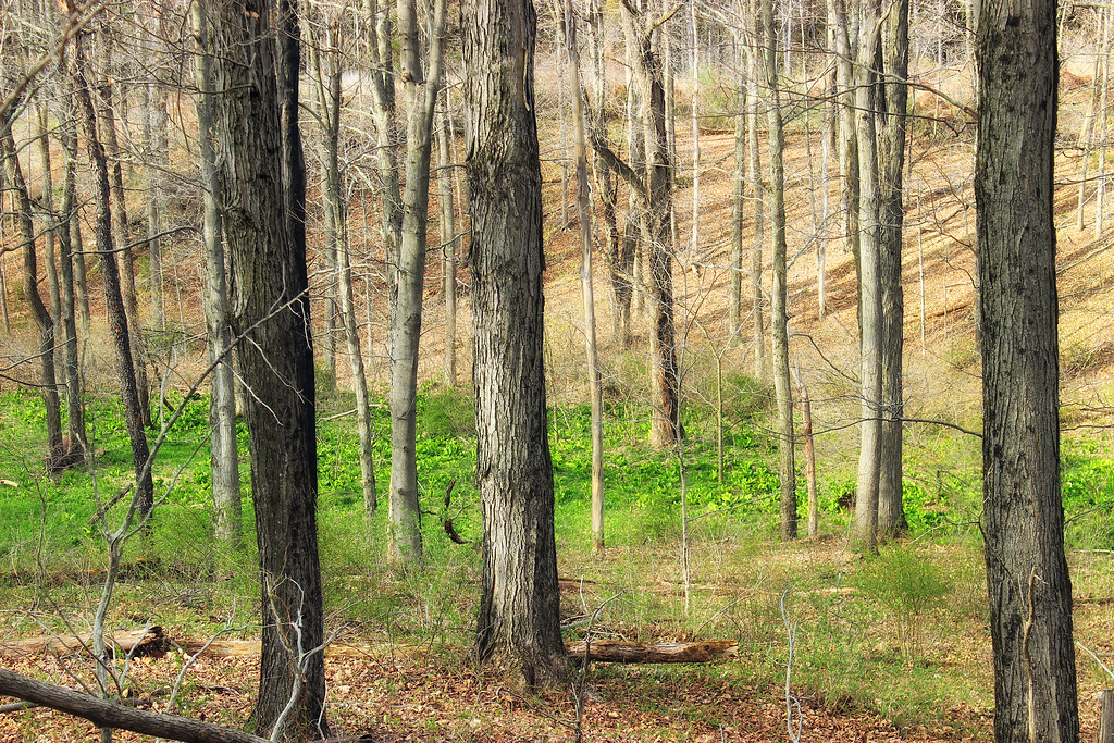 Honey Run Wildlife Management Area (Revisited) (8) Flickr