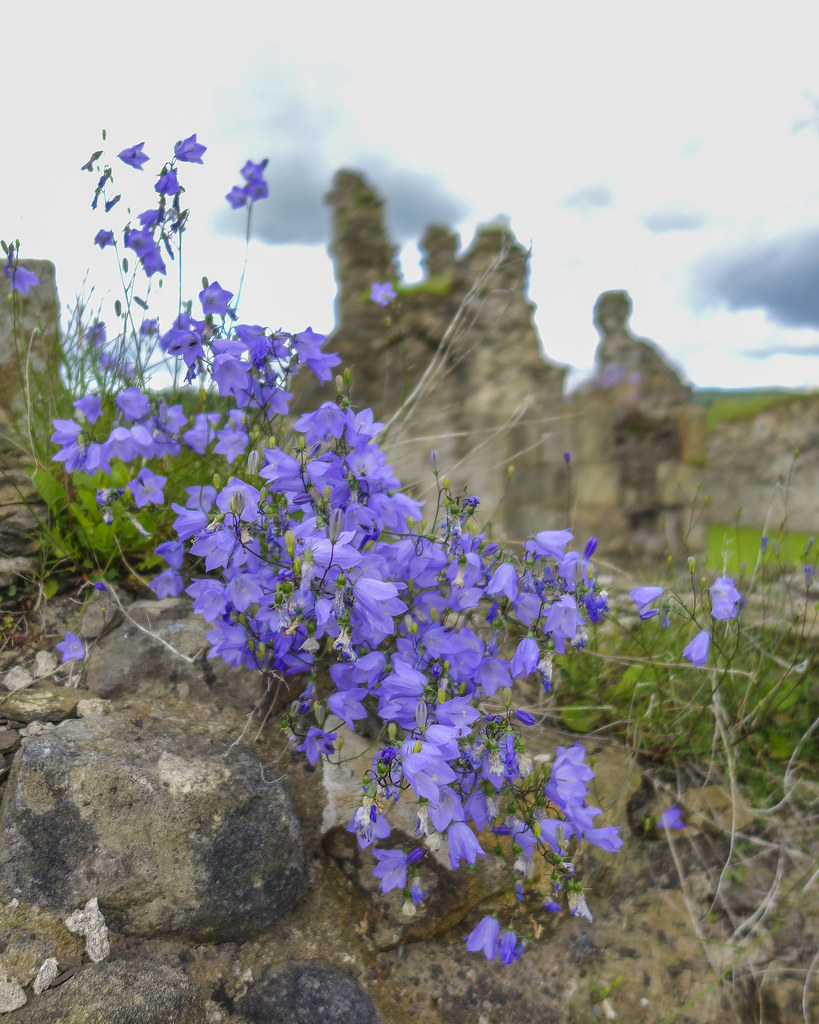 Sawley 9 Sawley Abbey ruins near Clitheroe, Lancashire JodBart Flickr