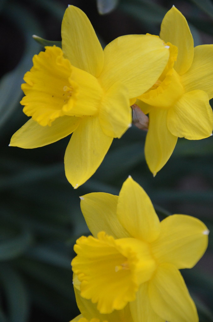Yellow daffodils Early spring flowers Scientific name Na… Flickr