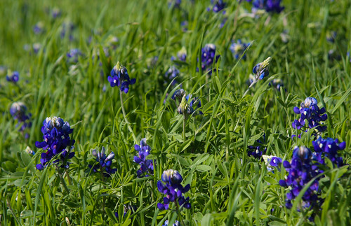 Baby Blue Some brand new Texas popping up on t… Flickr