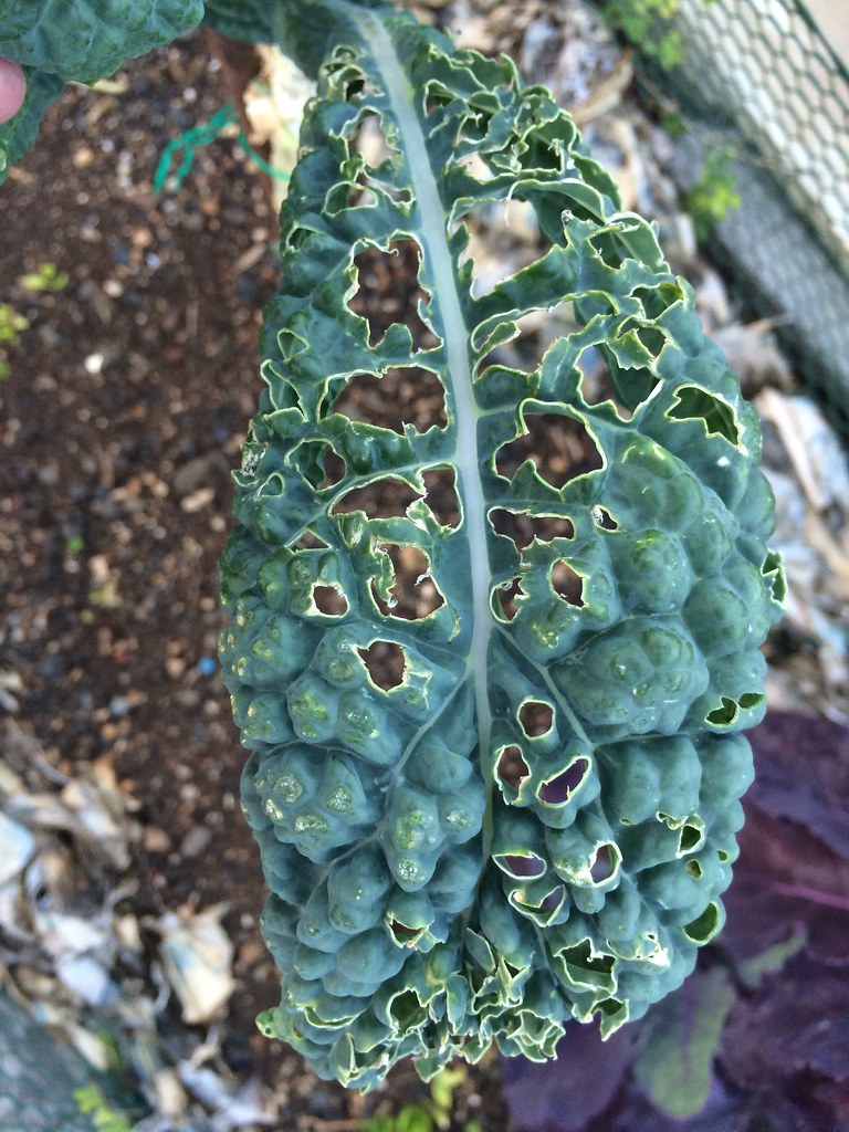Kale Insect feeding injury Pest Possibly the Chinese ros… Flickr