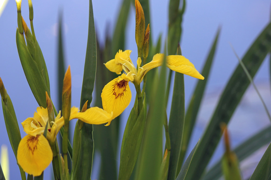Yellow Iris Probably an invasive species, but still pretty… Kirk