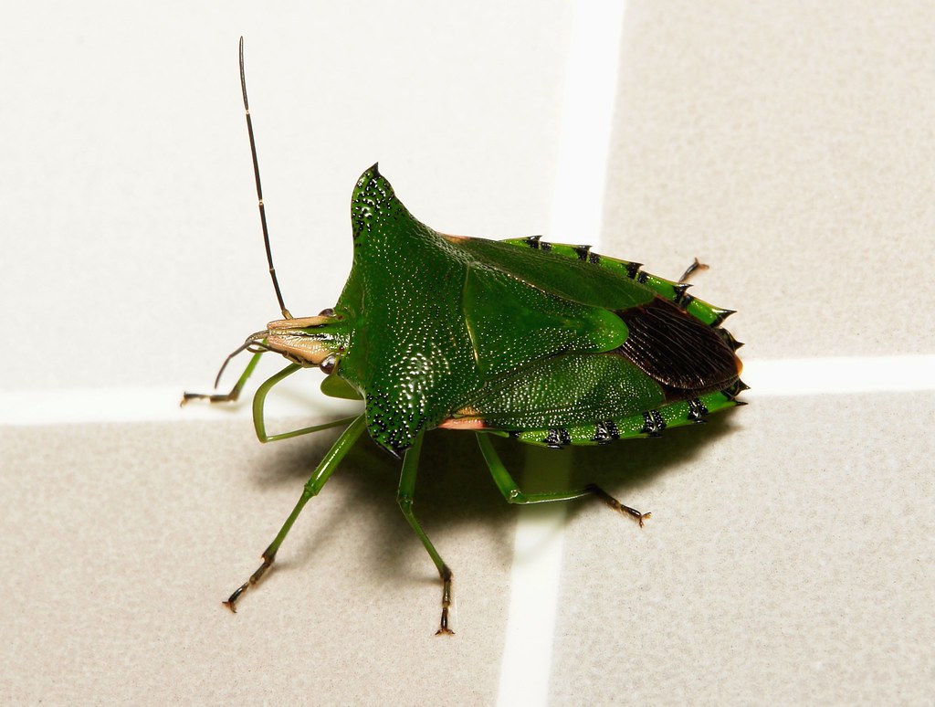 Citrus Green Stink Bug (Rhynchocoris humeralis, Pentatomid… Flickr