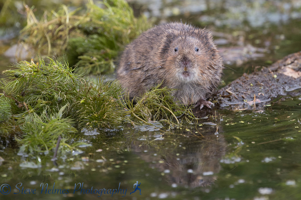Water Vole Water voles are widespread around Europe, livin… Flickr