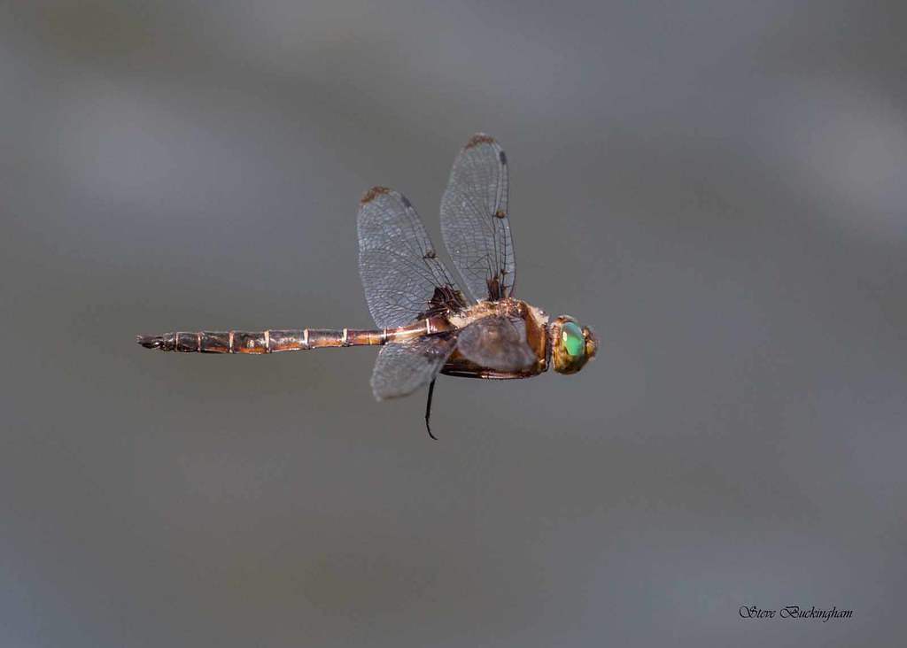 Prince Baskettail Boquet River, Noblewood Park, Willsboro,… Stephen