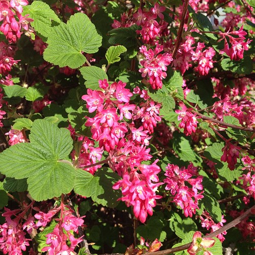 Flowering currant is flowering. sianvernon Flickr