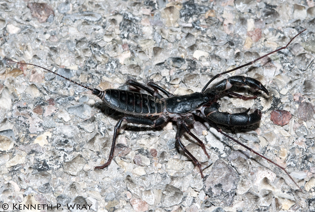 Mastigoproctus giganteus giganteus (Giant Vinegaroon) Flickr