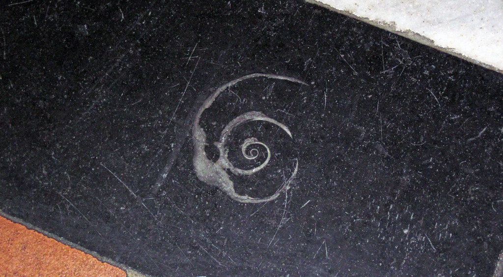 Maclurites magna (fossil gastropod) in limestone (Champlain Black Marble) (Crown Point Limestone
