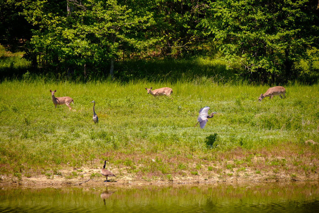 DSCF6678.jpg Deer Zane Hollingsworth Flickr