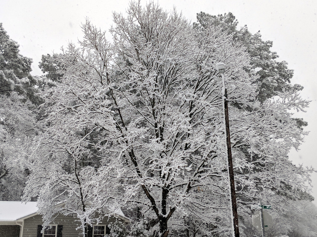 Tree Snow Cary NC 152329 MakerL,Date2017813,Ver5,Lens… Flickr
