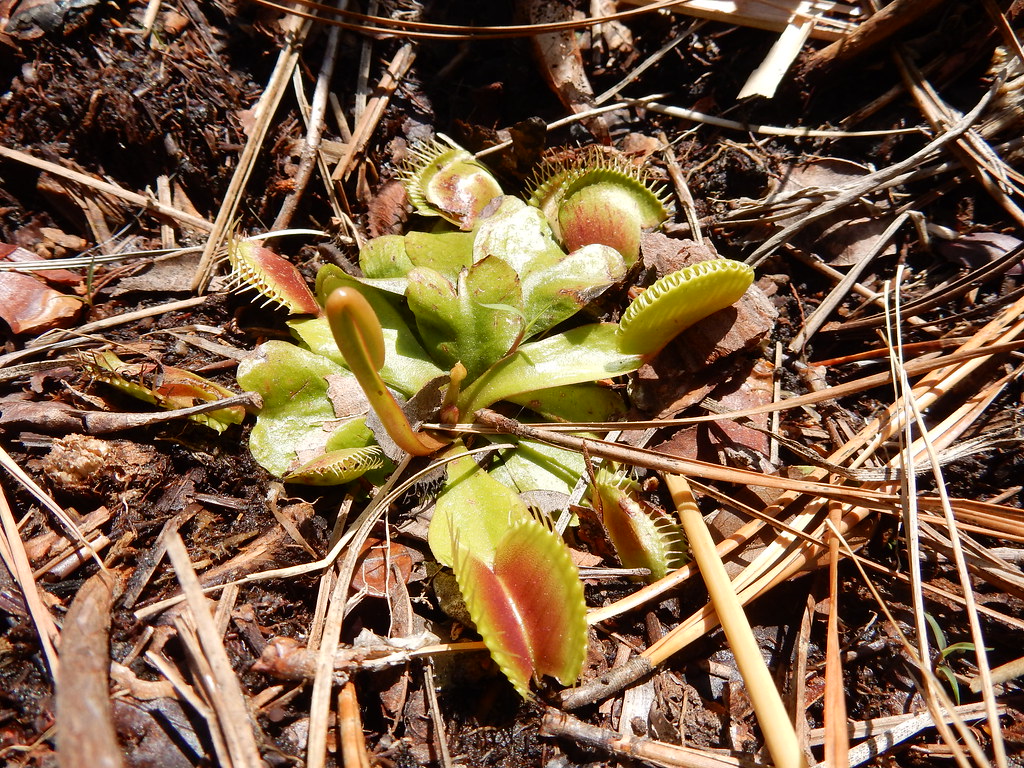 plant venus fly trap Carolina beach state park ncwetlands … Flickr