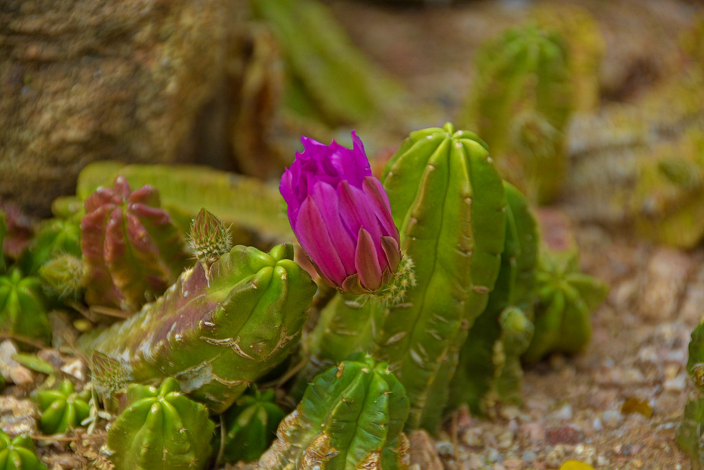 Cactus Flowers Phoenix, AZ. Ky Nguyen Flickr