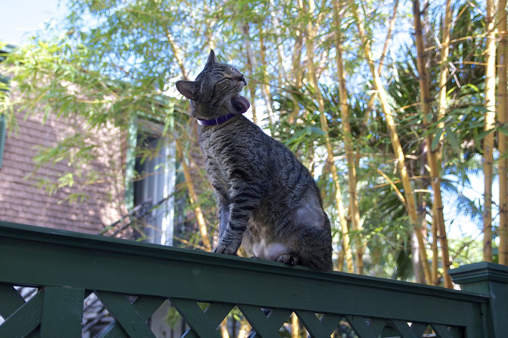 Hemingway Cats Hemingway House hlehto Flickr