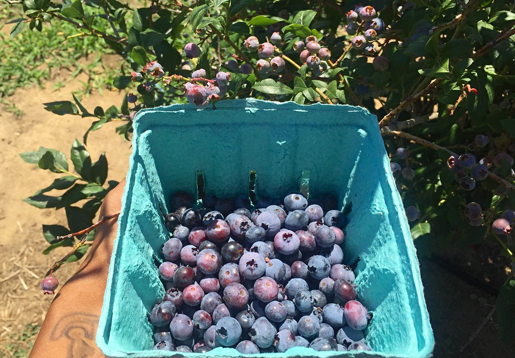 Blueberry picking! Kimberly C. Lee Flickr