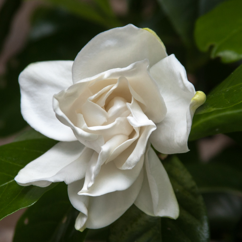 Gardenia A single gardenia bloom (so far) on my wife's pla… Flickr